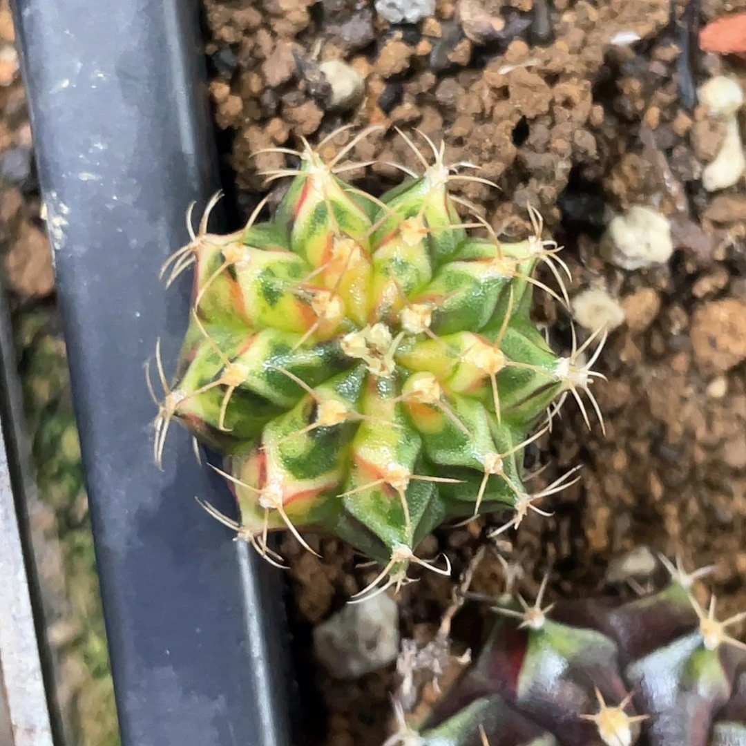无花朵泰系神品侧，橘黄虎斑锦