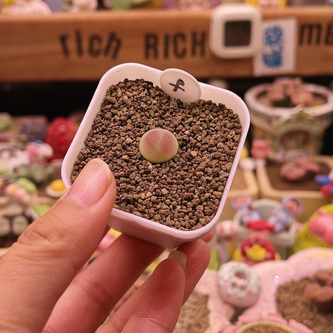 三年半大王登可带盆土发货