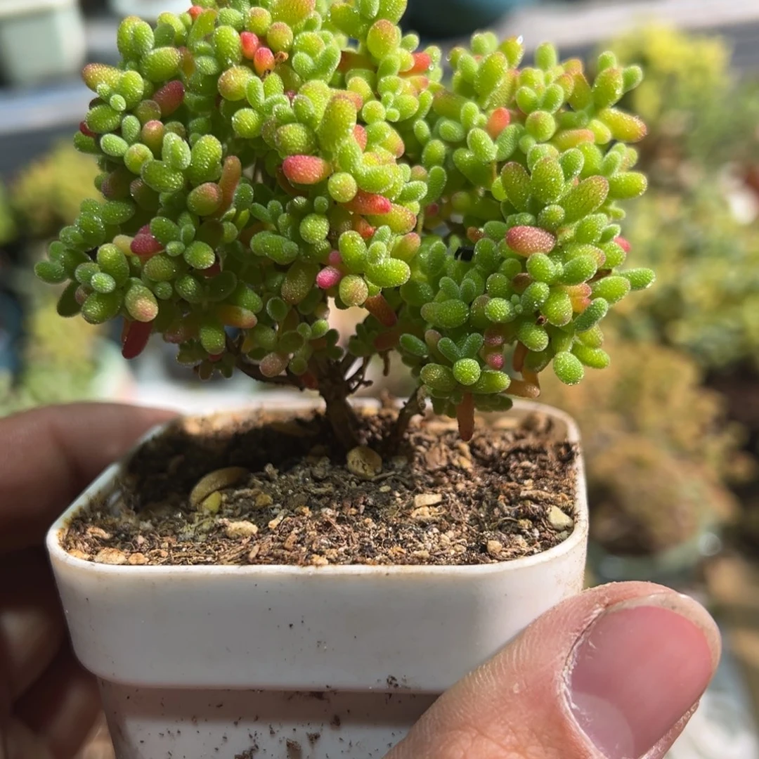 金桔糖球白方6.5厘米盆