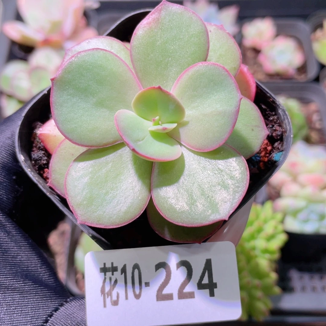 花利美10-224秀妍