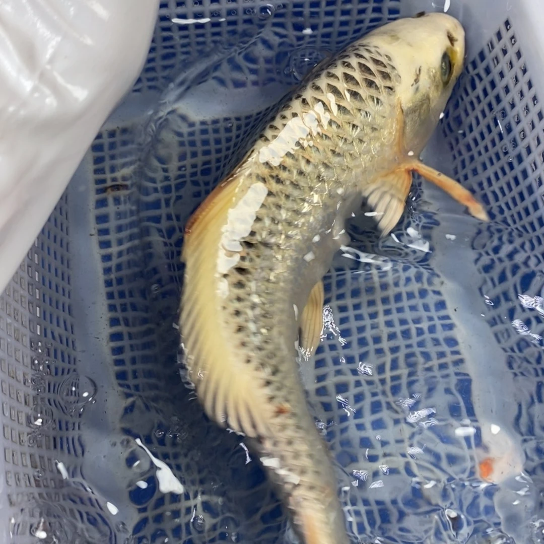 锦鲤开衩不介意拍