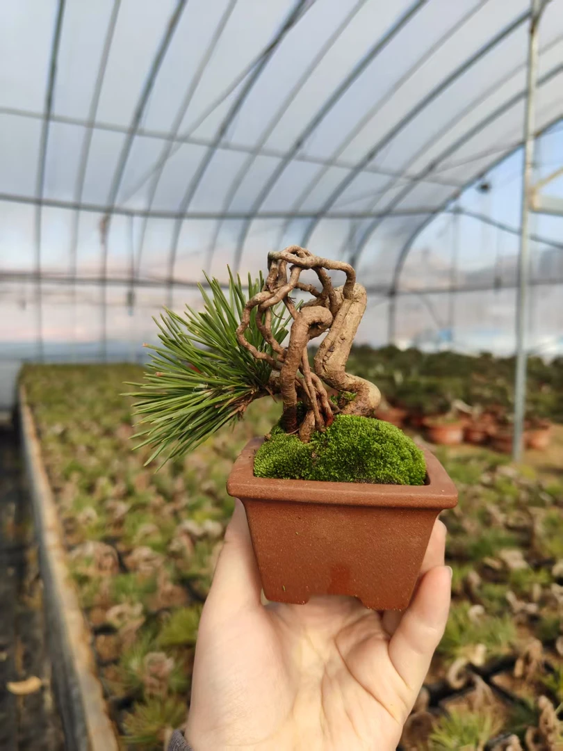 （直播专用）精品造型三河黑松千寿丸一手托掌上盆景微盆景济州真柏