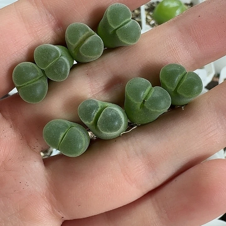 老马生石花极窗风铃2118