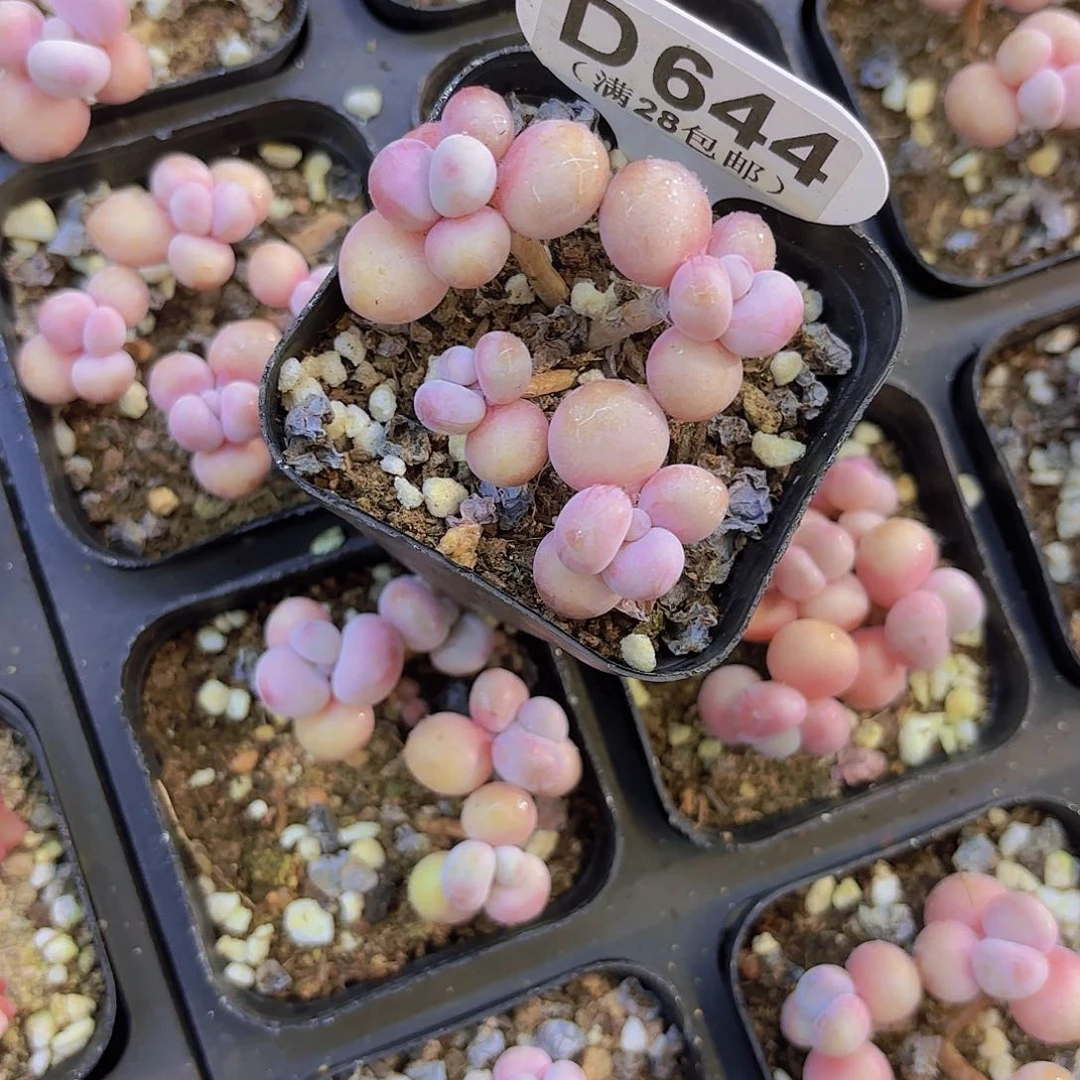 D644一物一拍丸叶糖果