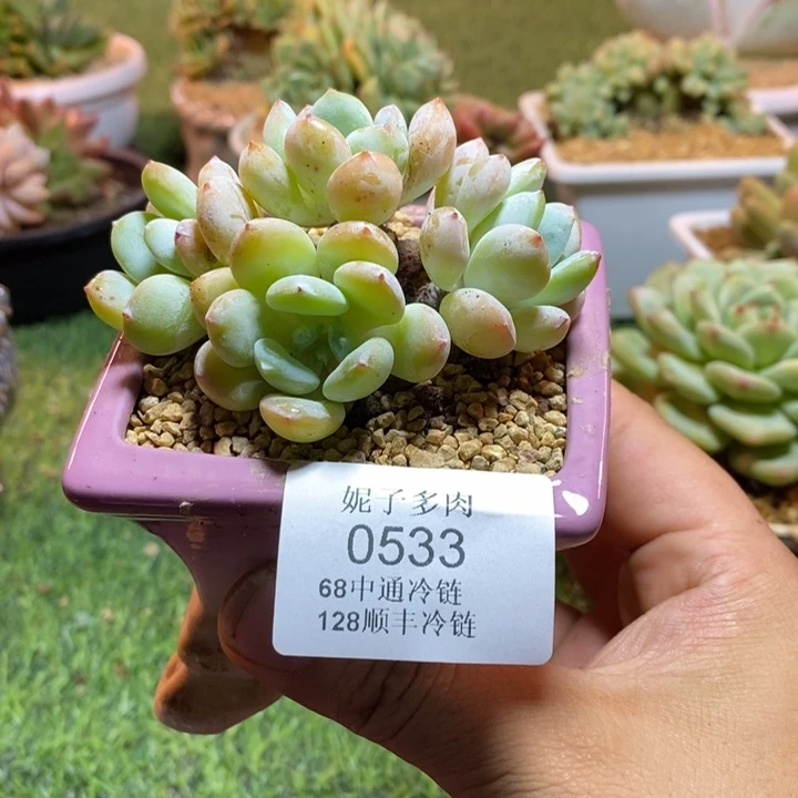 0533啊啊啊啊啊啊啊啊啊啊啊