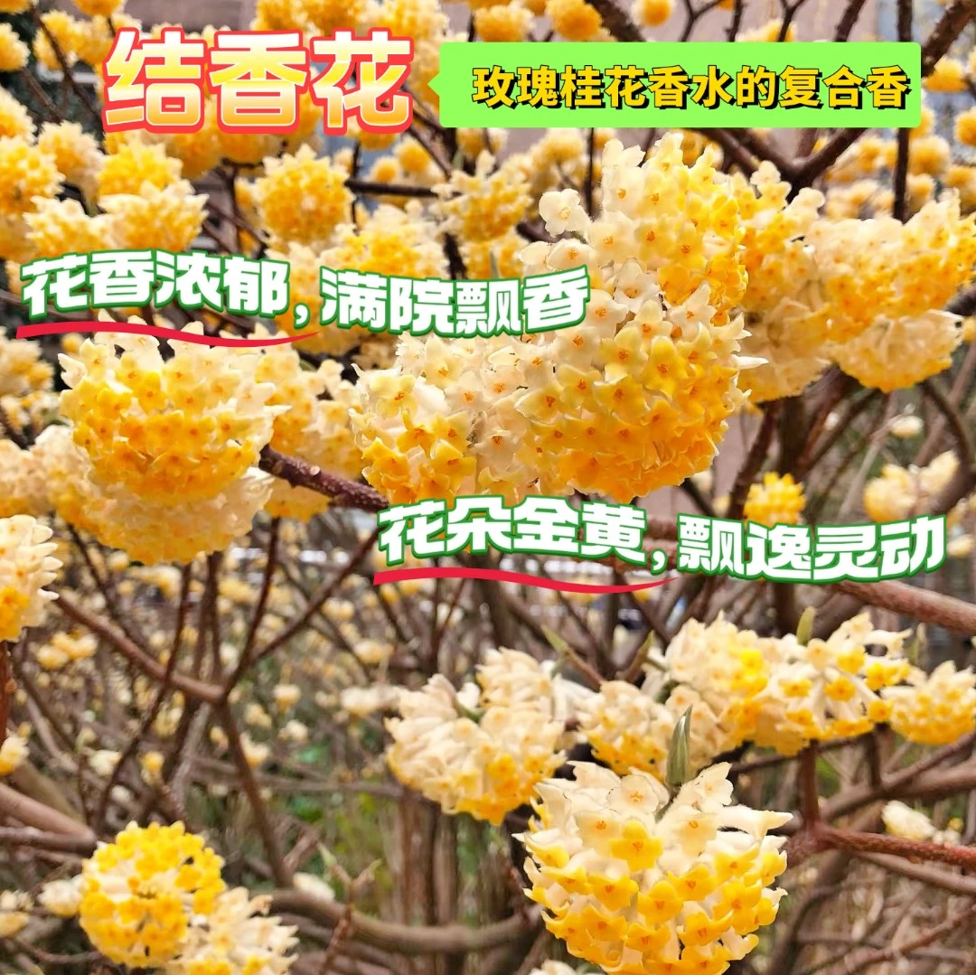 【结香花花王】结香花爱情树别墅庭院大丛生优美树型景观苗