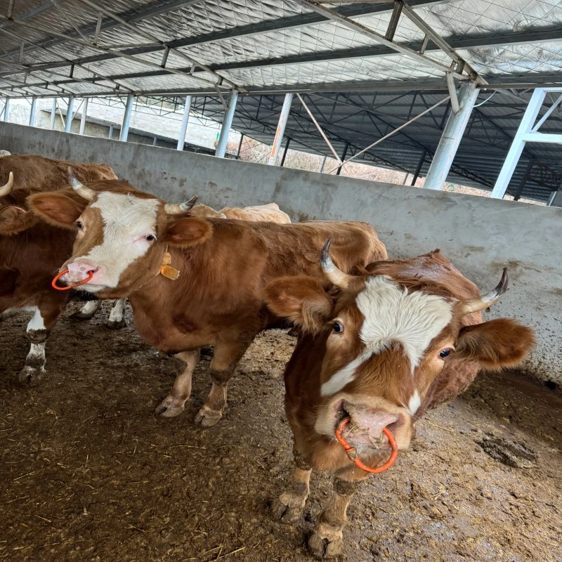 【霍货有名】霍山大别山牛肉筋肉 2斤装