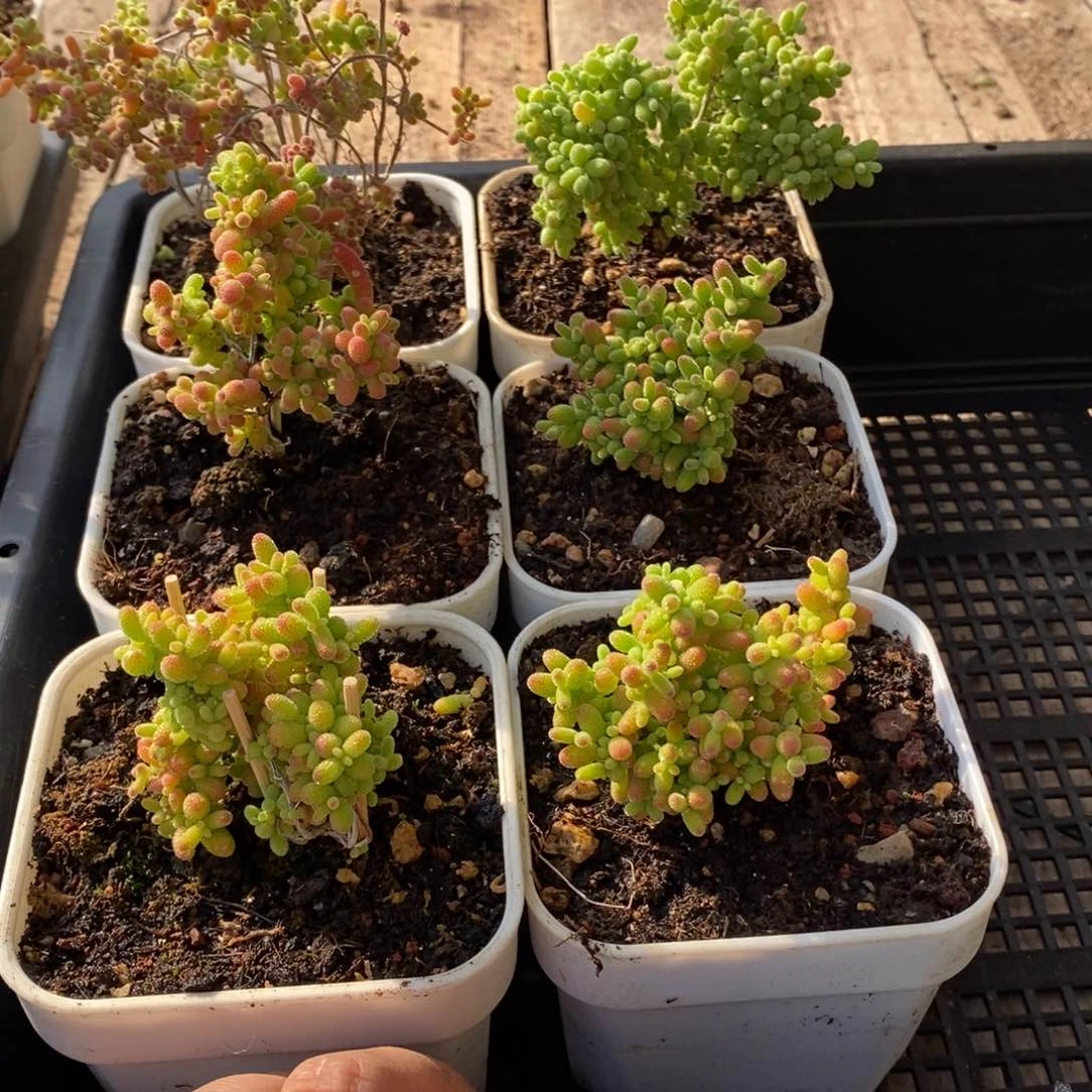 枝干番杏多肉植物116