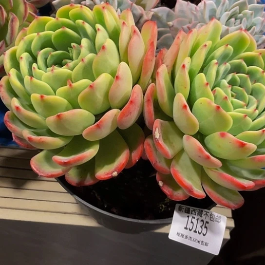 用****3十里桃花15135多肉