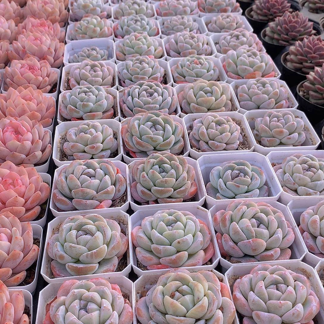 冰玉245667899000000