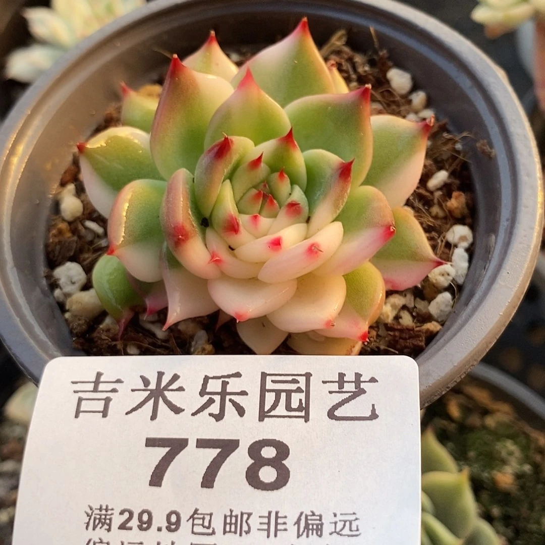 778娃娃锦多肉植物哇啦塞