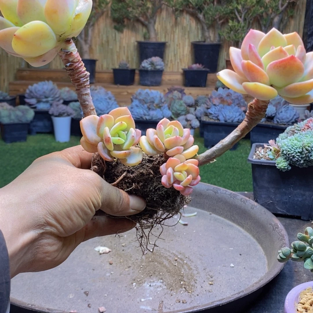 用****8H22号白月光老桩