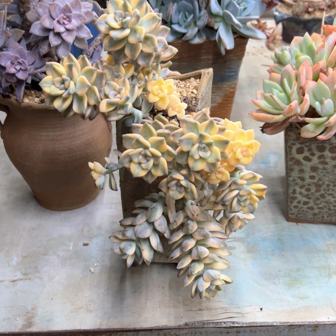 美杏锦28 零零多肉植物