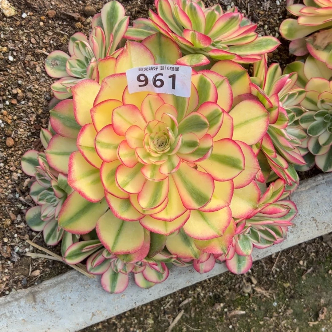 961荔枝多肉植物