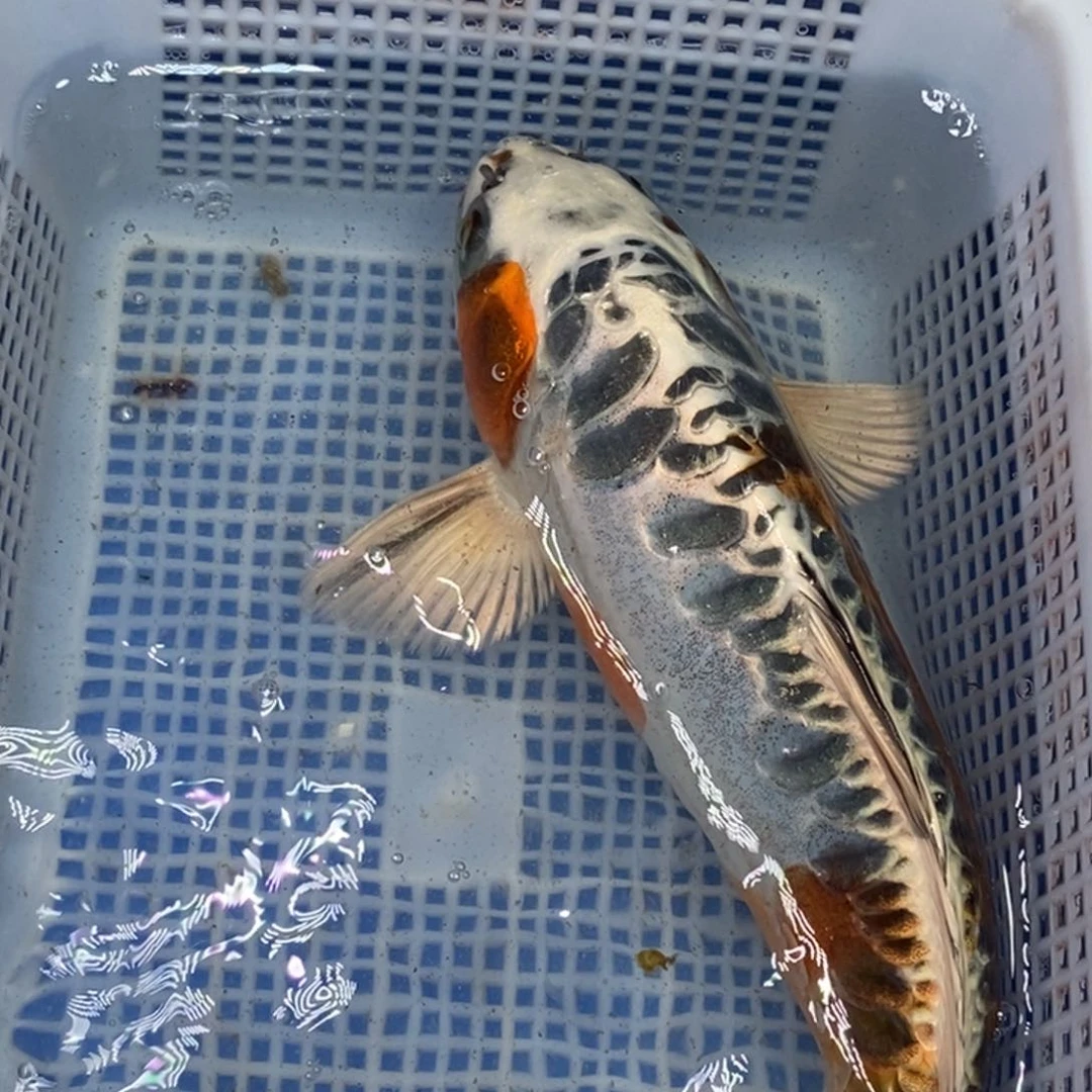 锦鲤冷水锦鲤包邮
