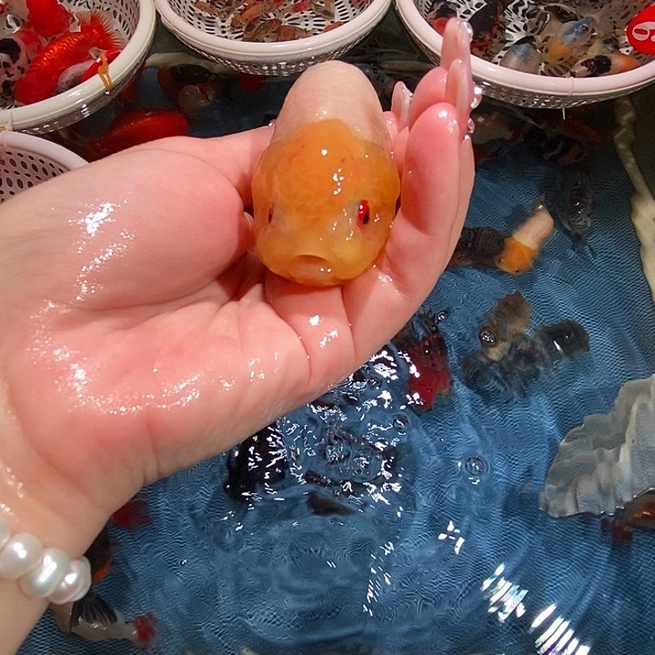 福利兰寿金鱼90包邮