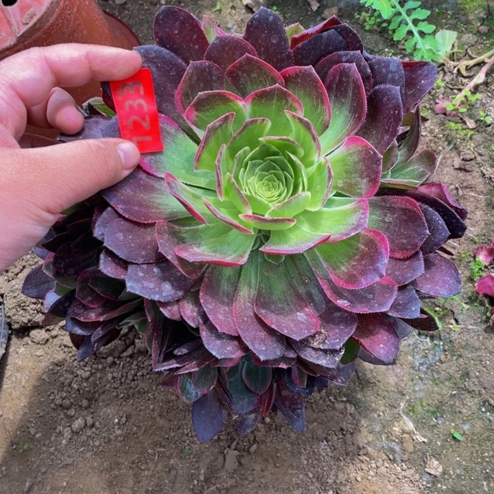 1233万花筒多肉植物