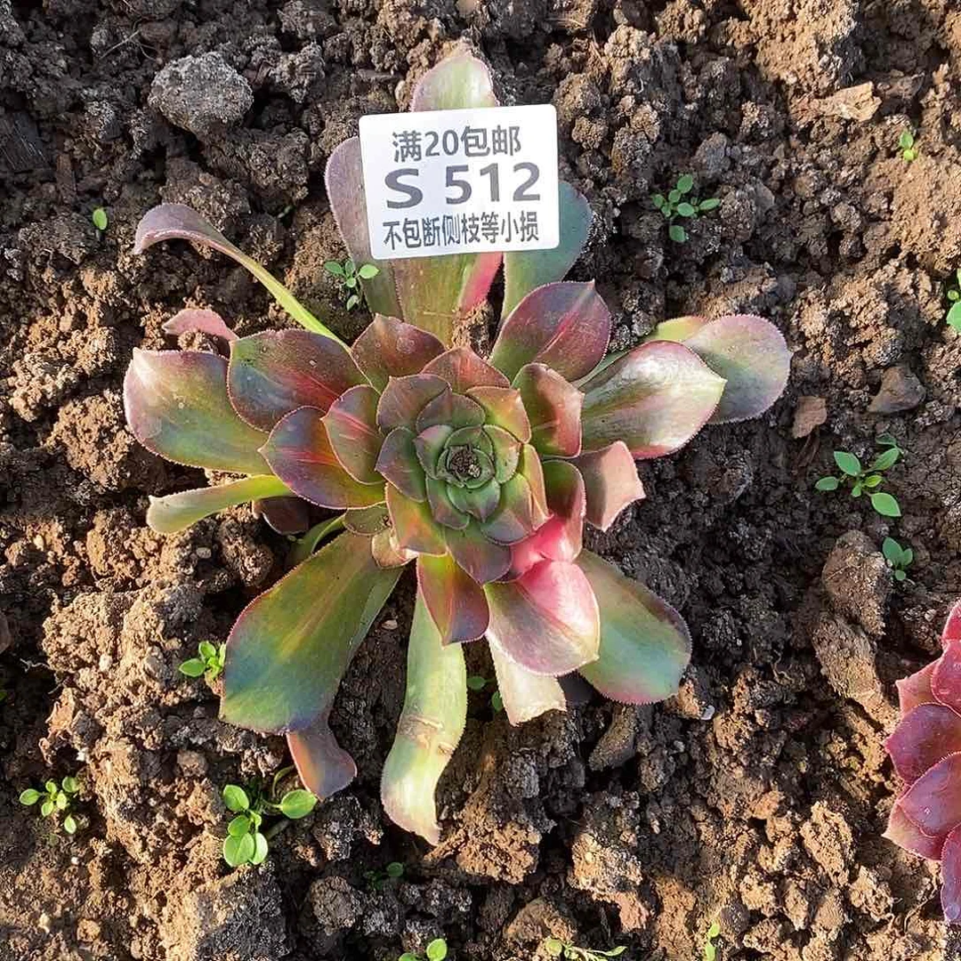 512韶羞七彩多肉法师锦