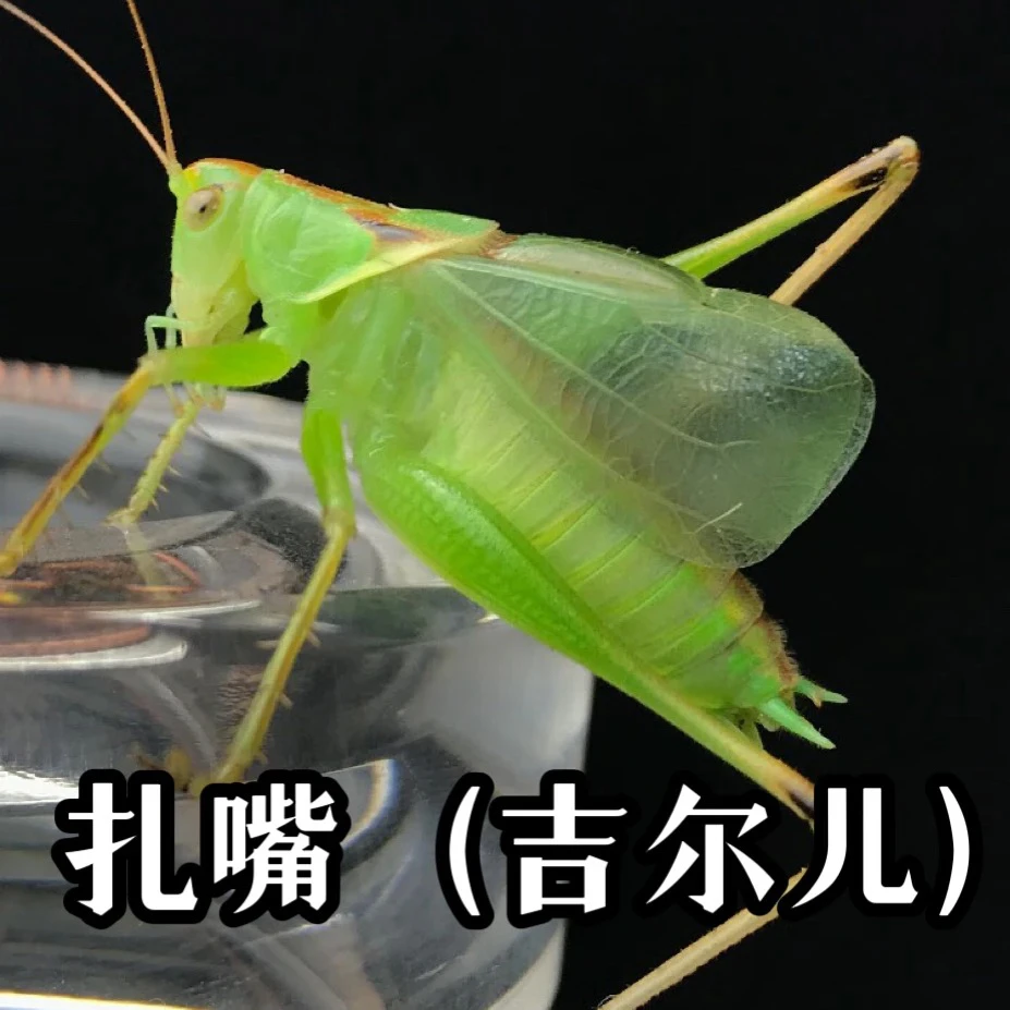 TIGER·扎嘴明信片两只