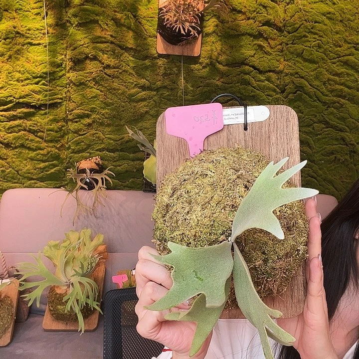 完全开放丰收月爪哇