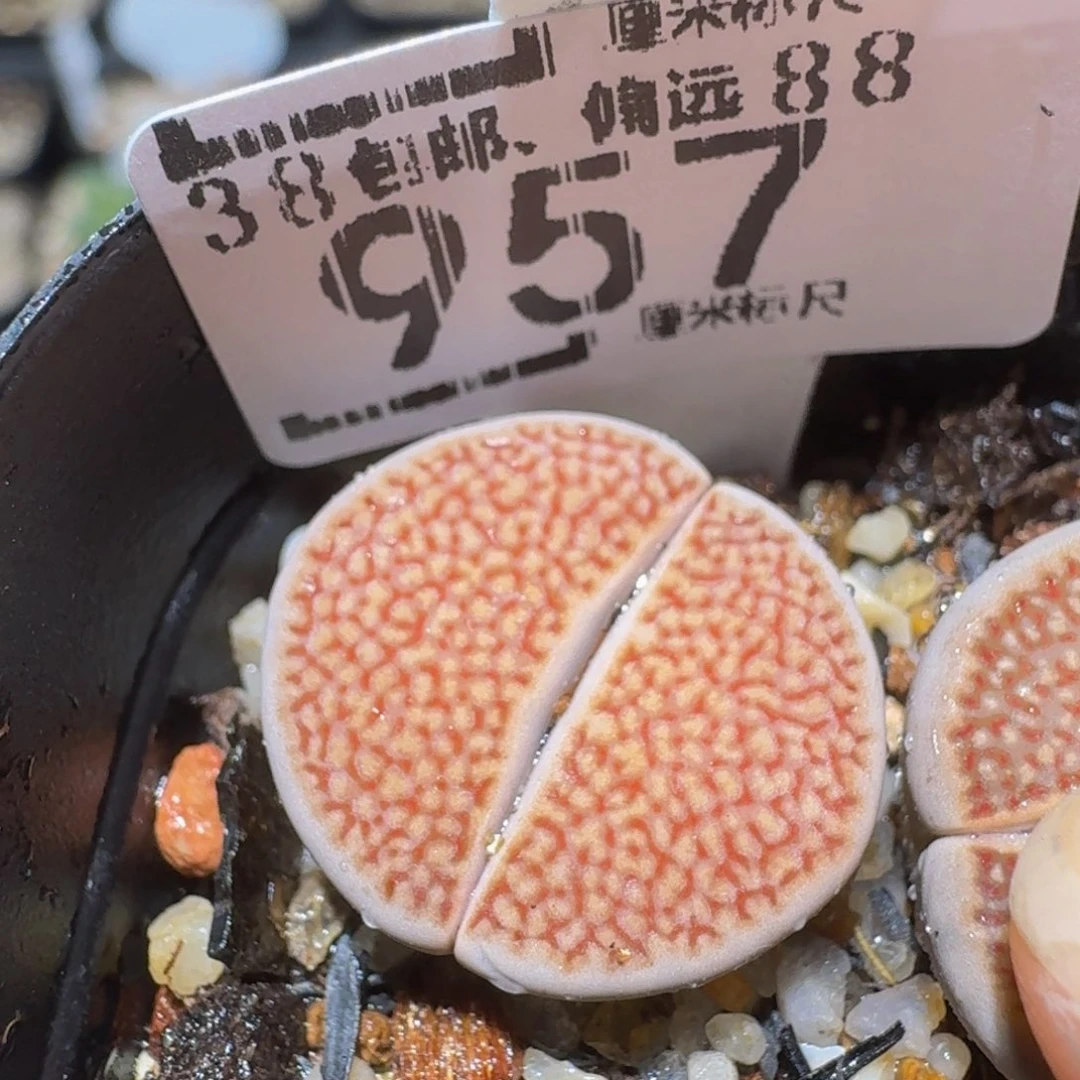 zzzzz生石花肉锥957