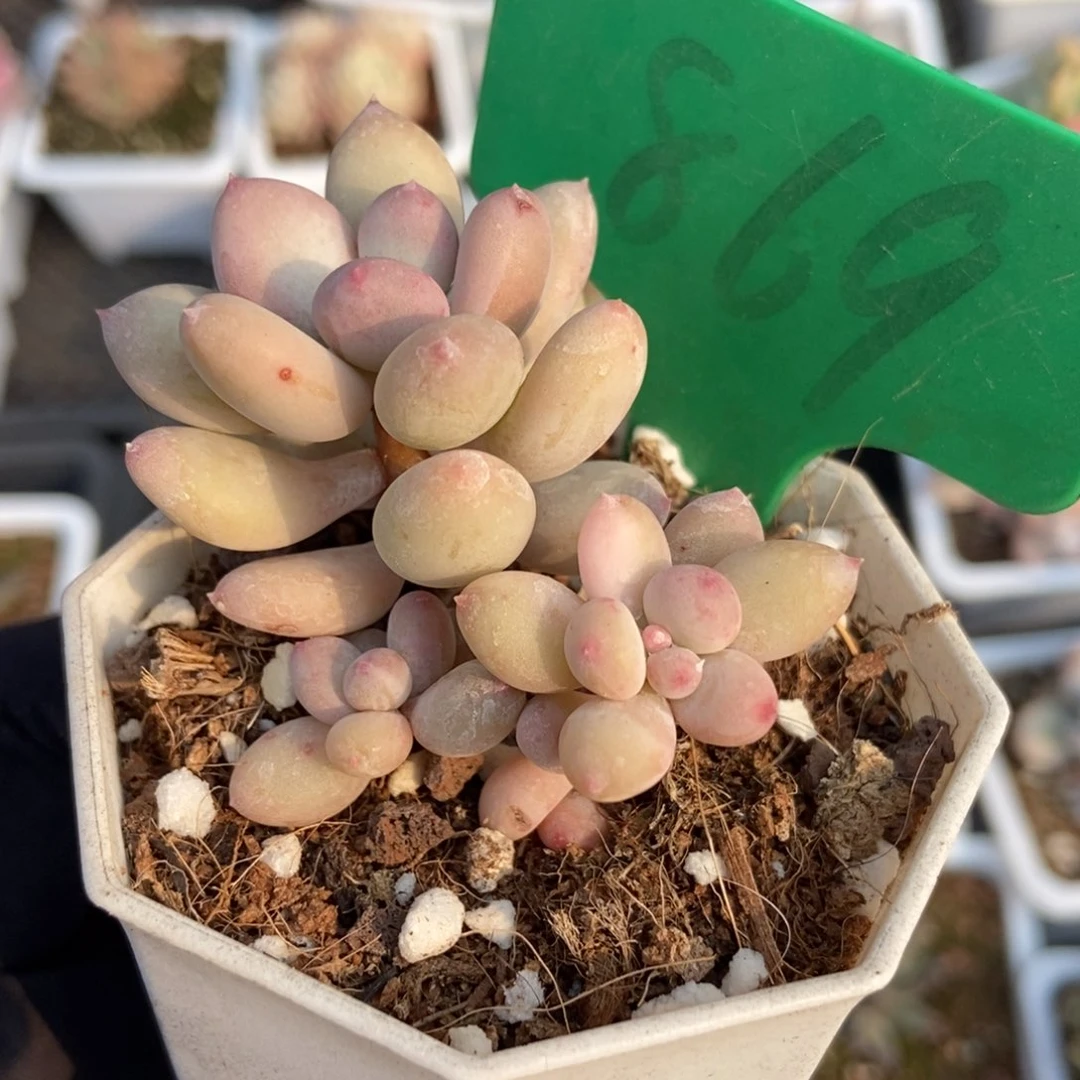 869糖豆奶多肉植物