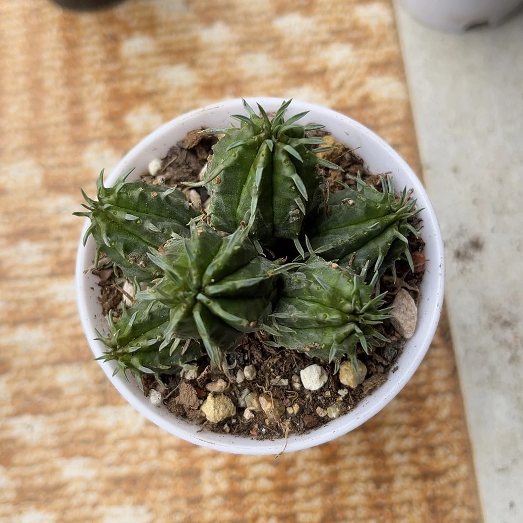 法利达大群一物一拍