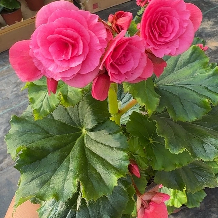 当前无花朵，栽培后可花朵风暴