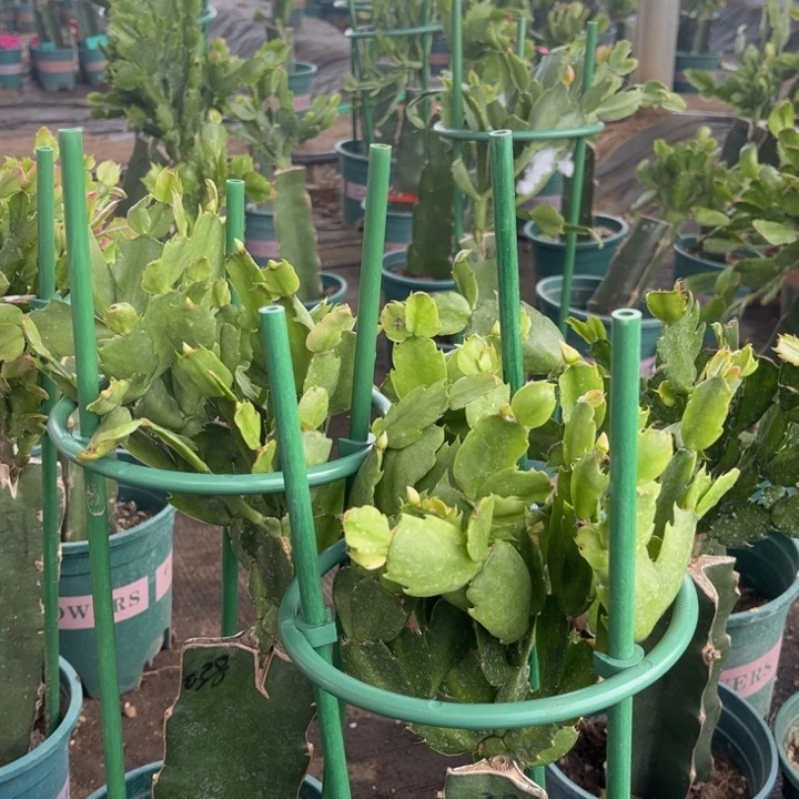 花***心19号038份0000000000