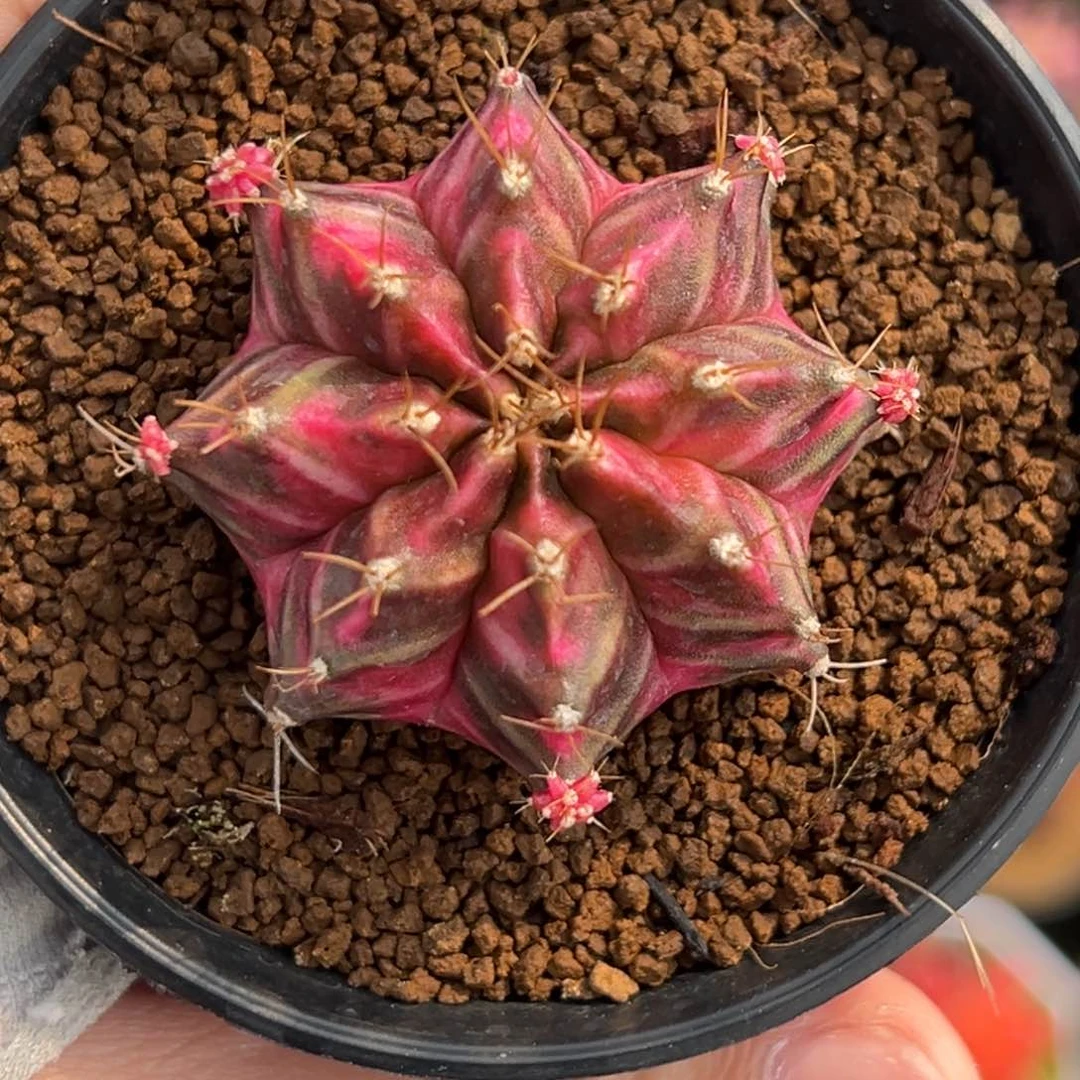 泰系侧芽米哈锦380