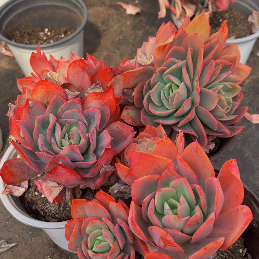 绮罗仙子三盆多肉植物