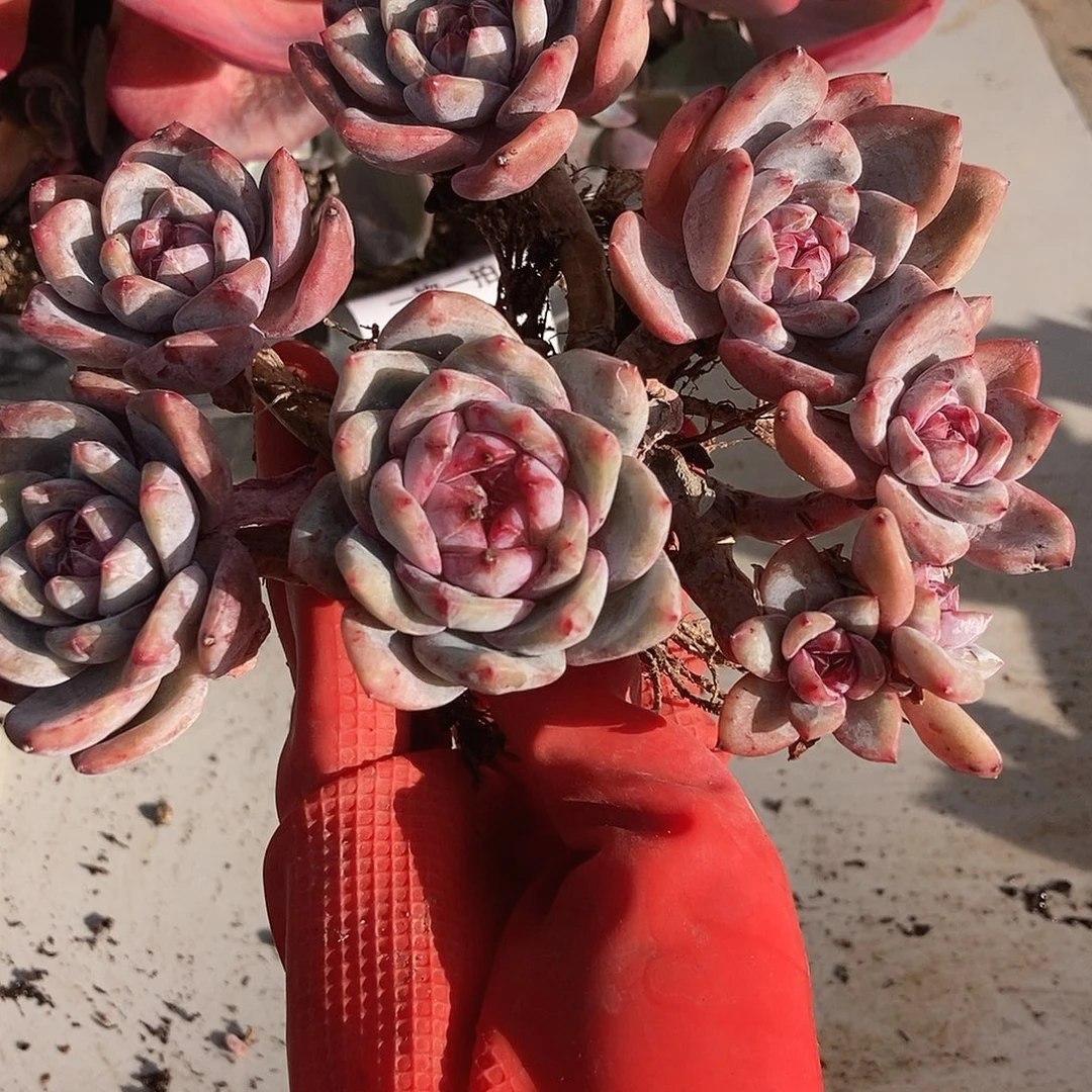 66 一物一拍退款拉黑