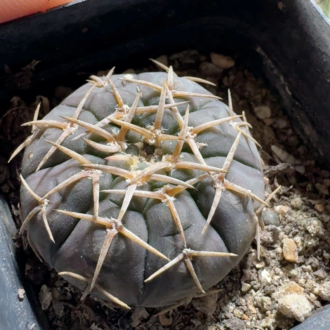 397守殿玉脱土发货