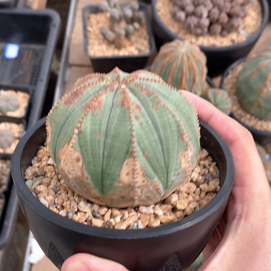 38 欧系实生布纹球多肉植物