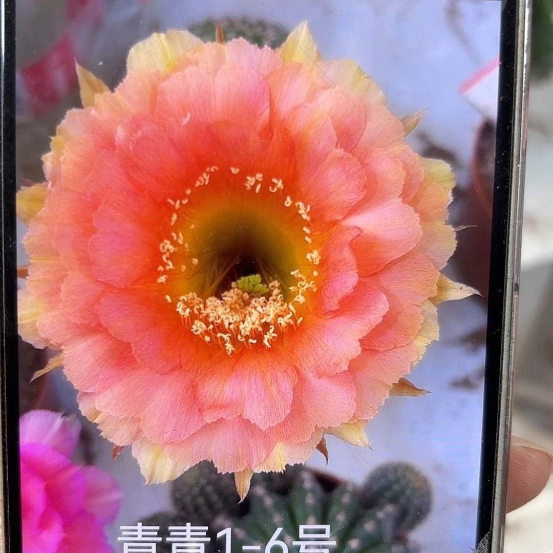彩草1-6号2.5公分侧牙