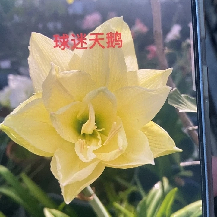 天鹅朱顶红2厘米，
