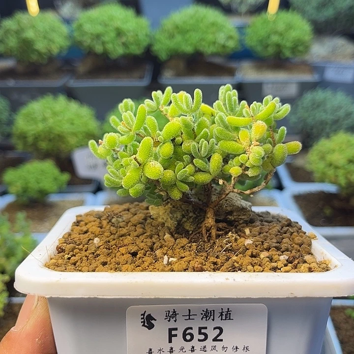 652冰晶枝干土干发货