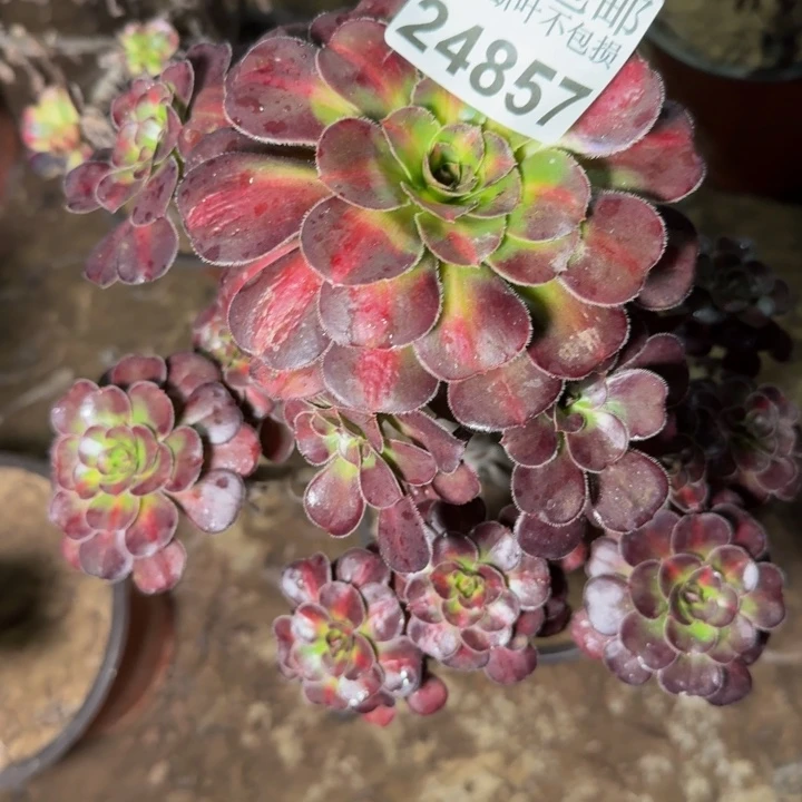 24857南晚霞多肉植物