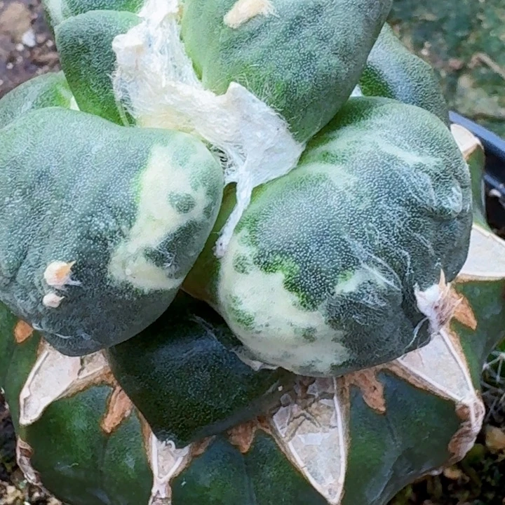 迷***葵无花朵福利苗接蛋锦654