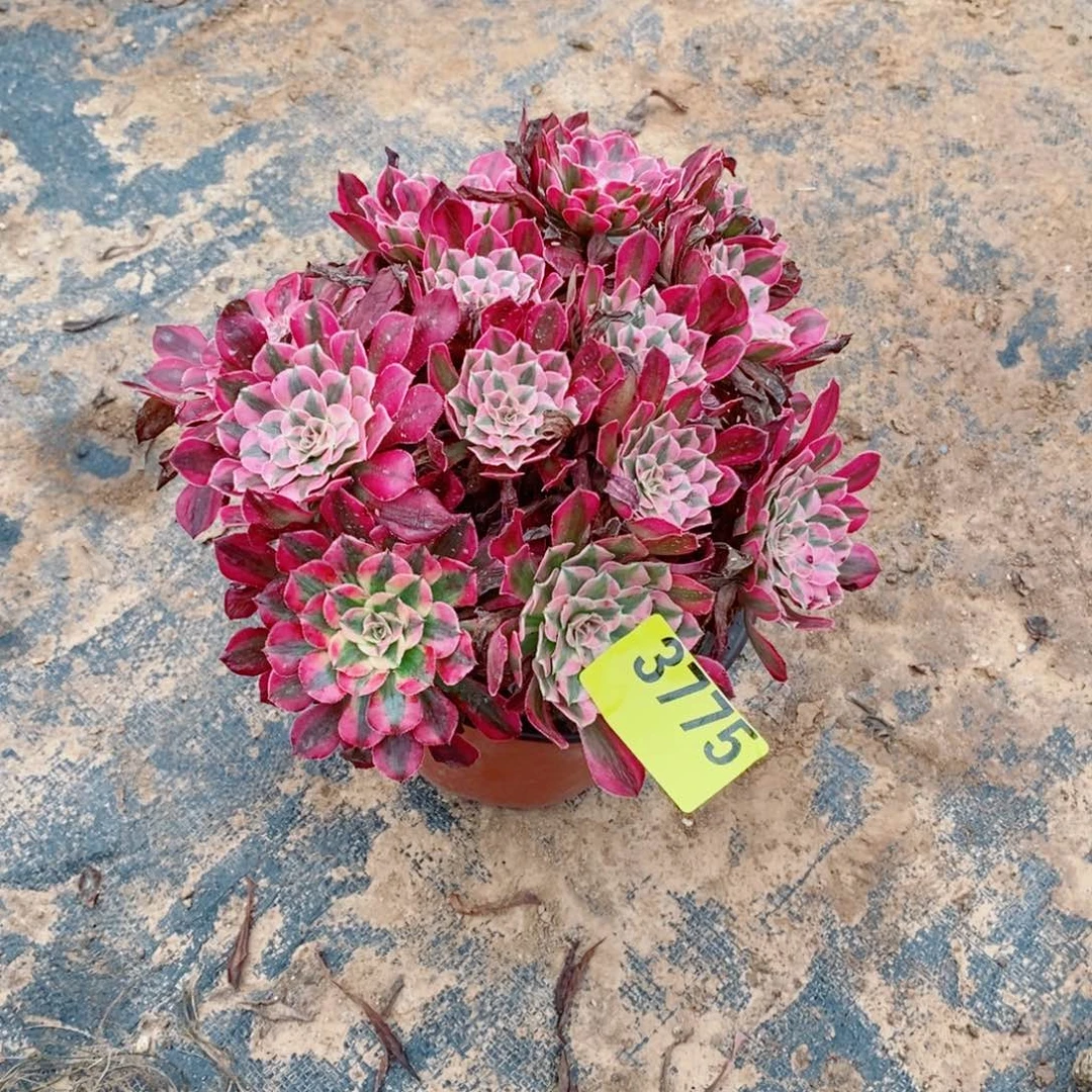 红同白丛林多肉法师3775