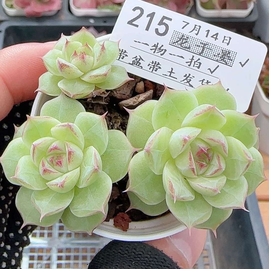 多肉0714-215女王玫瑰