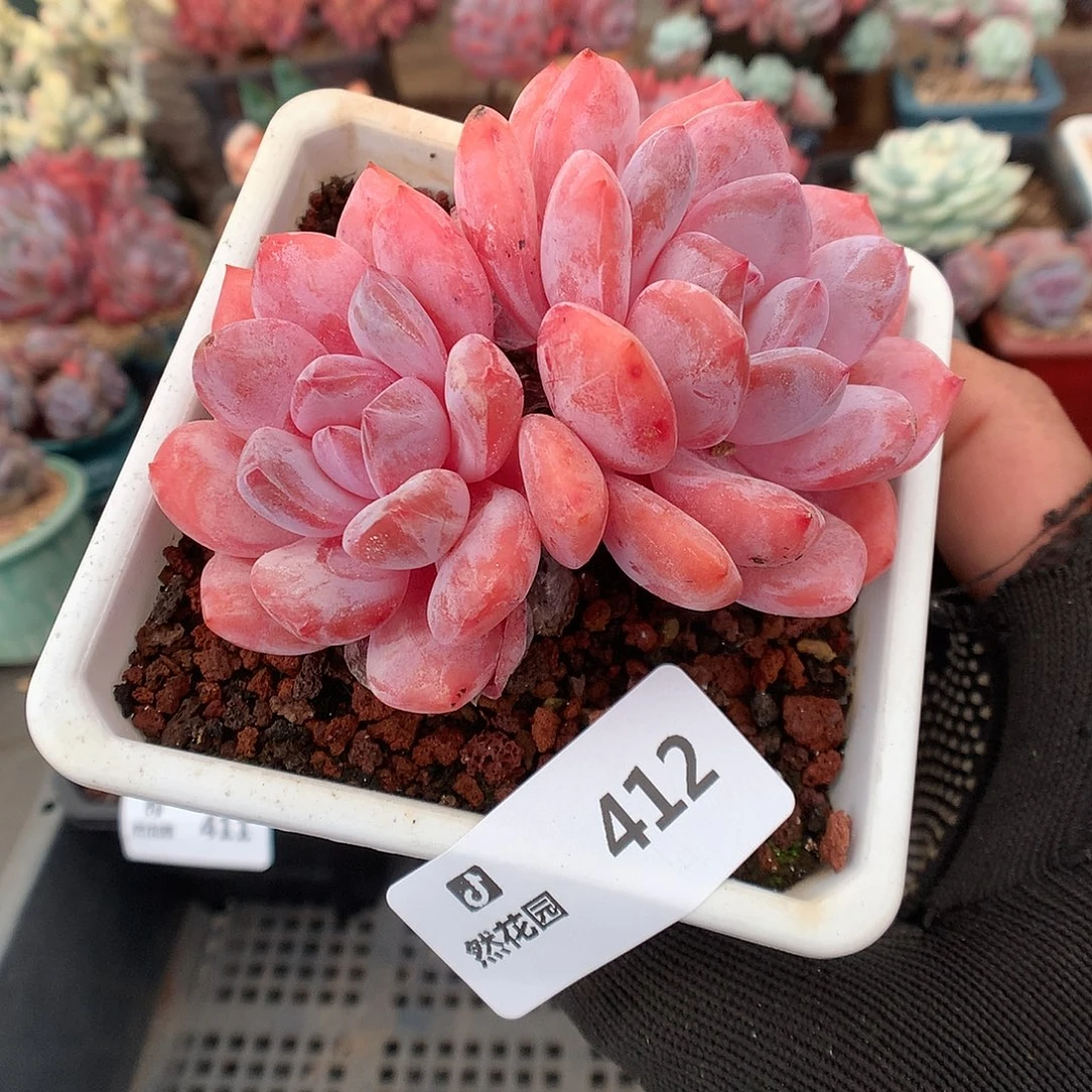 412日本雪天使多肉植物