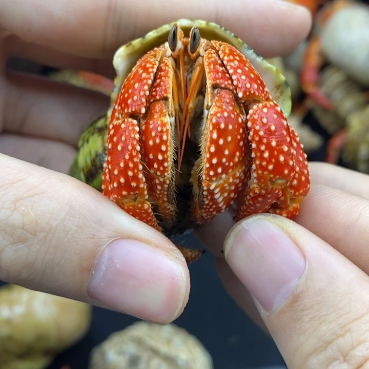 3.1口法拉利斐济草莓