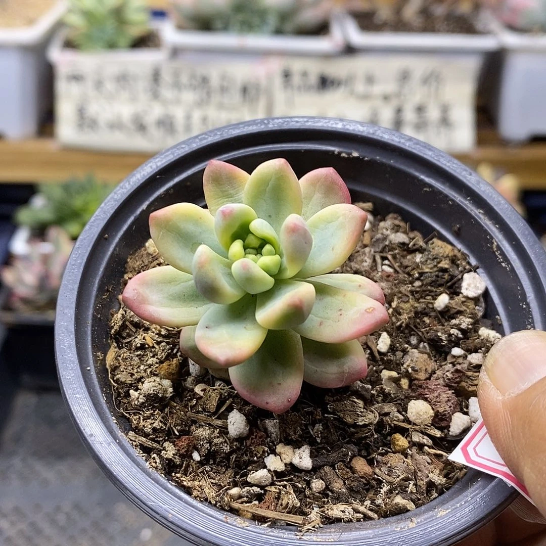 26119 香奈儿覆轮锦