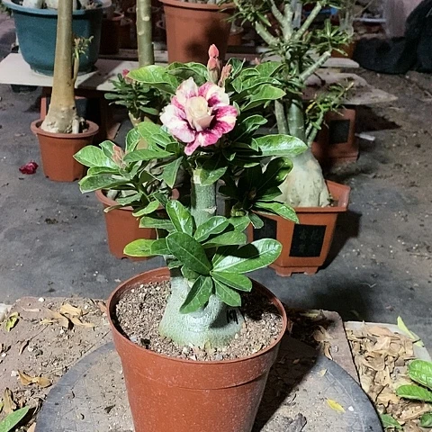 【闪购商品】无花朵?***?