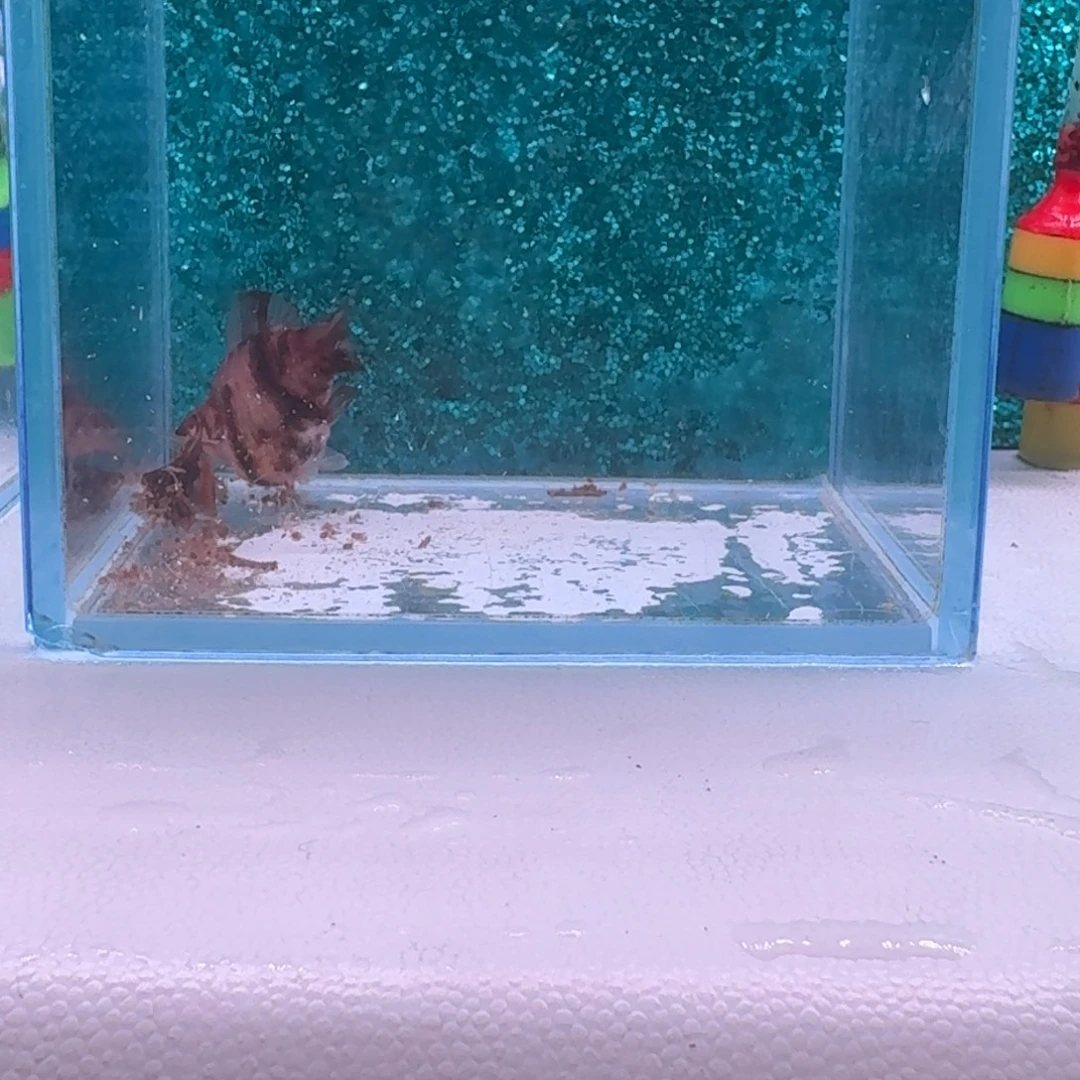 黑玛丽鱼373号玛丽2条