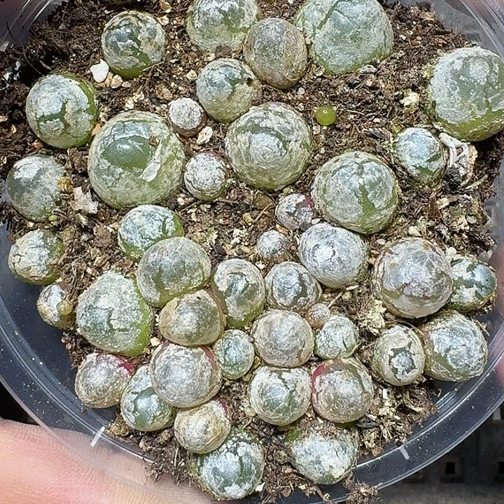 139 多肉植物多肉植物