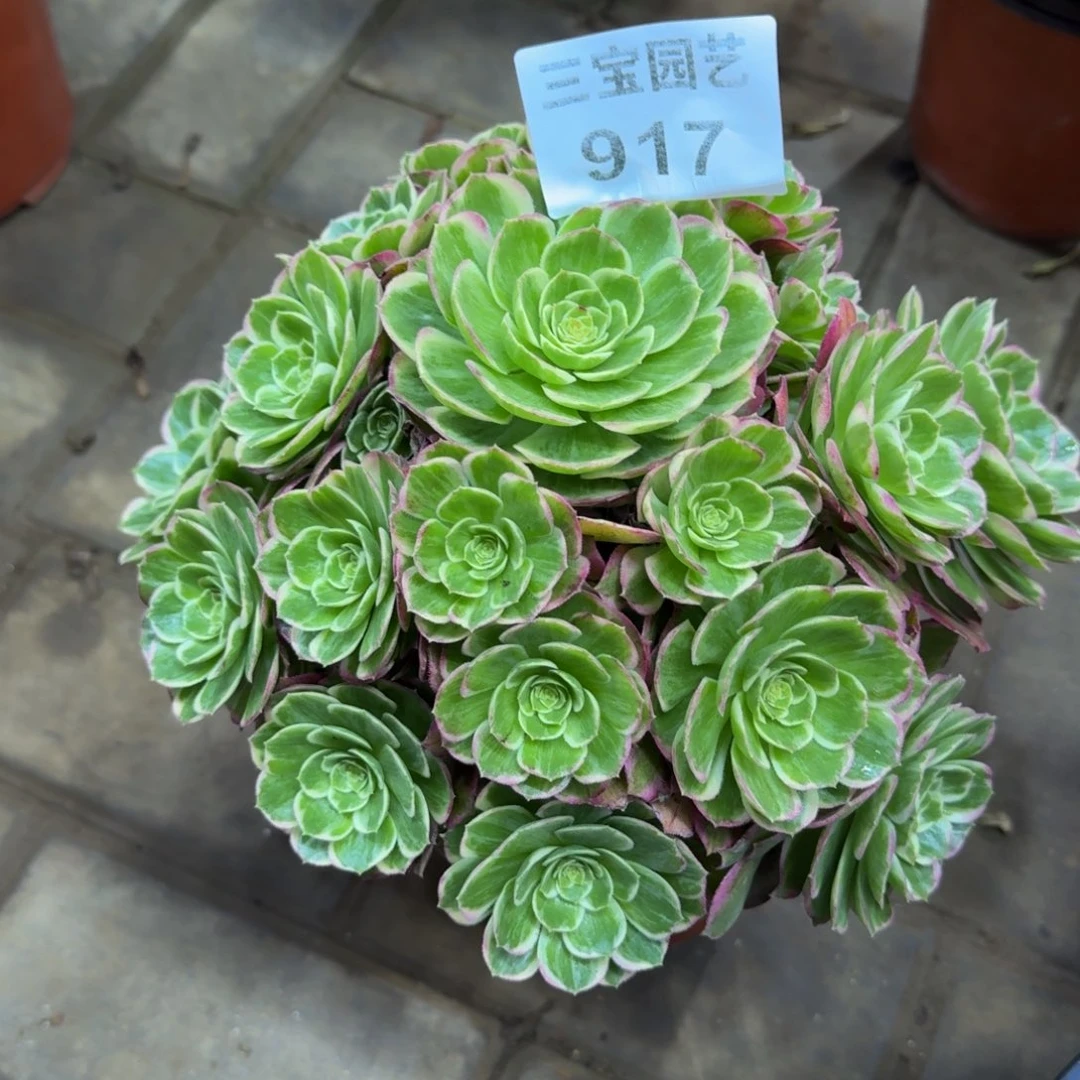 ?*狸多肉植物917水晶莲花