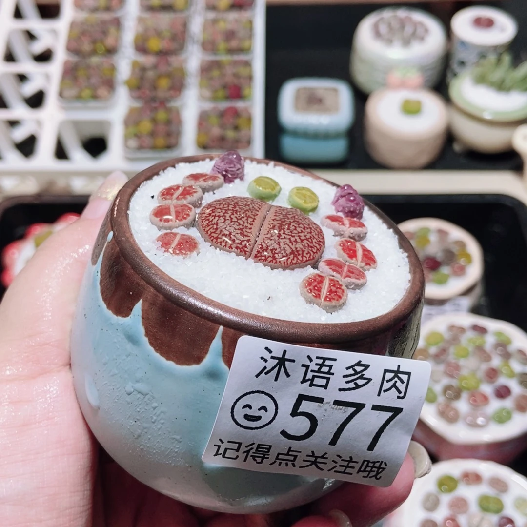 一物一拍 所见即所得577
