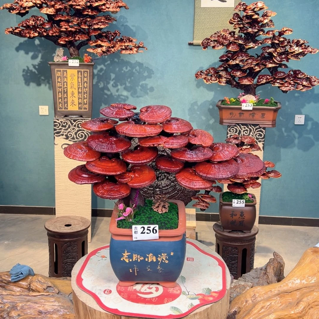 无花朵868888888888